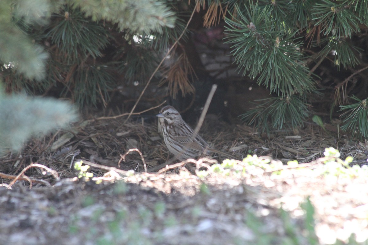 Song Sparrow - ML617425654