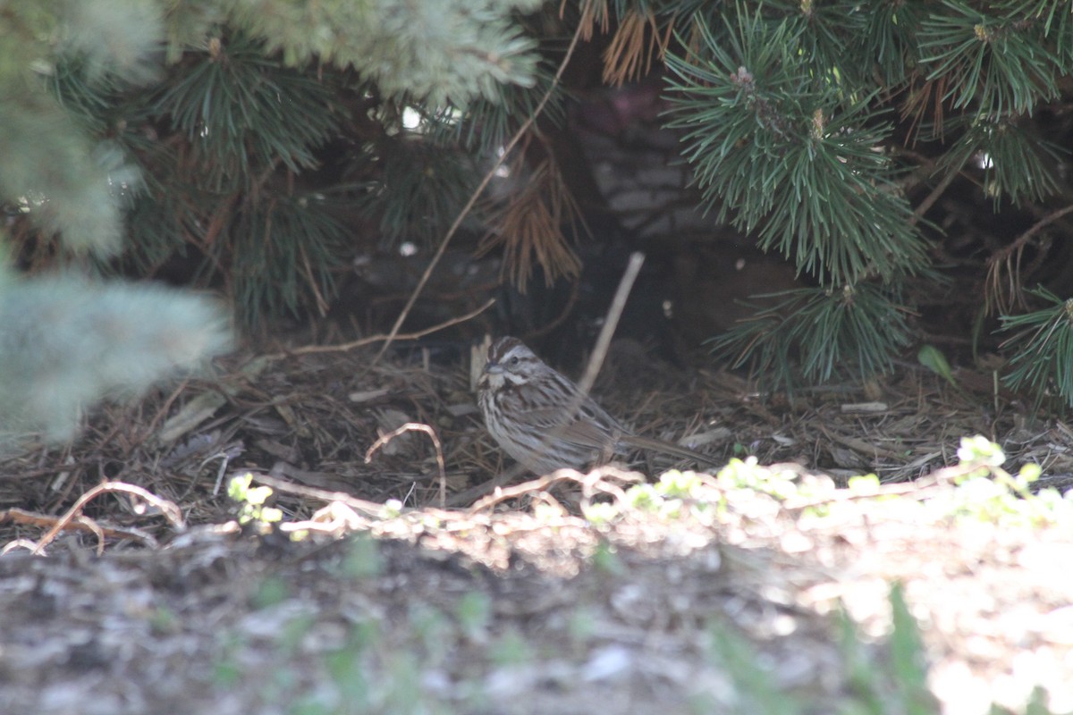 Song Sparrow - ML617425655