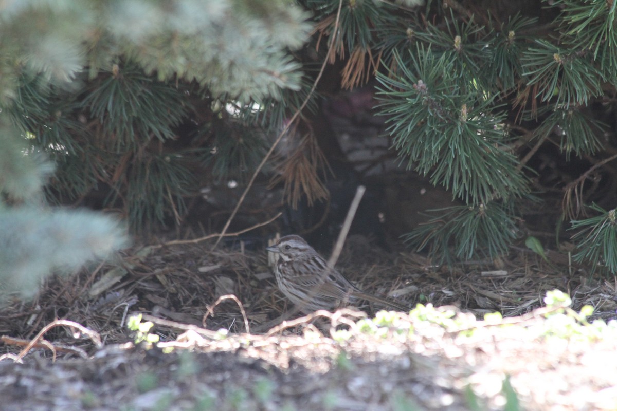 Song Sparrow - ML617425656