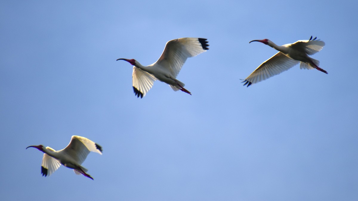 White Ibis - ML617425673