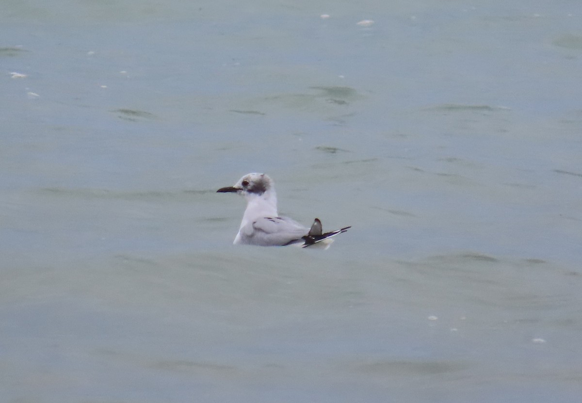 Bonaparte's Gull - ML617425734