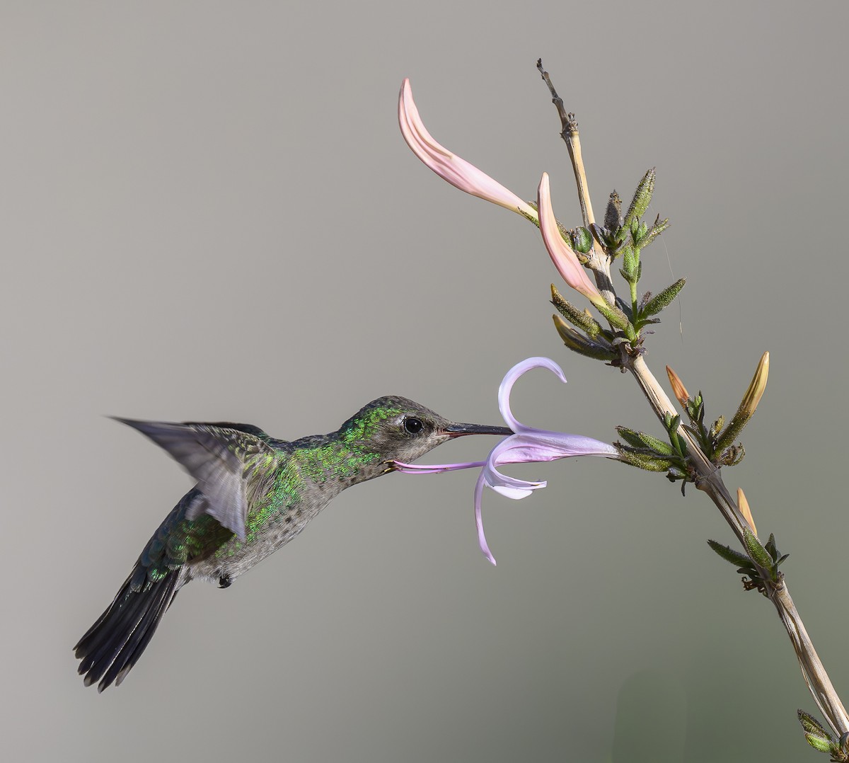 Colibrí Piquiancho Común - ML617425788