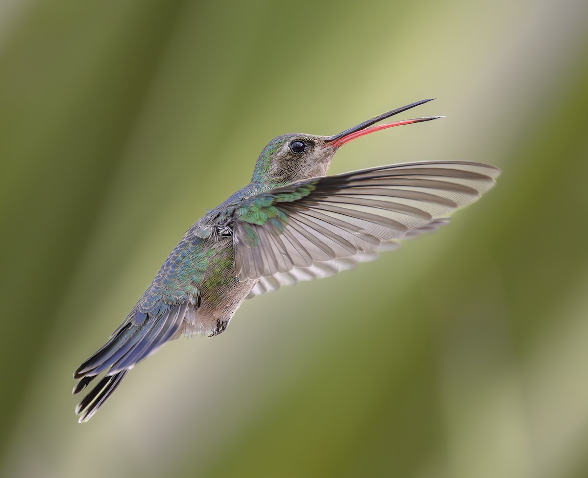 Colibrí Piquiancho Común - ML617425790