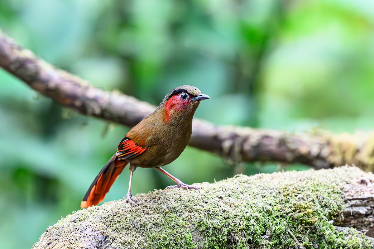 Red-faced Liocichla - Sudhir Paul