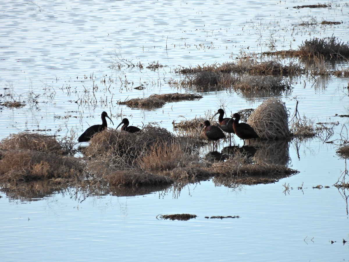 ibis americký - ML617425841