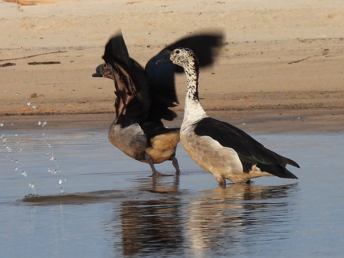 Knob-billed Duck - ML617425863