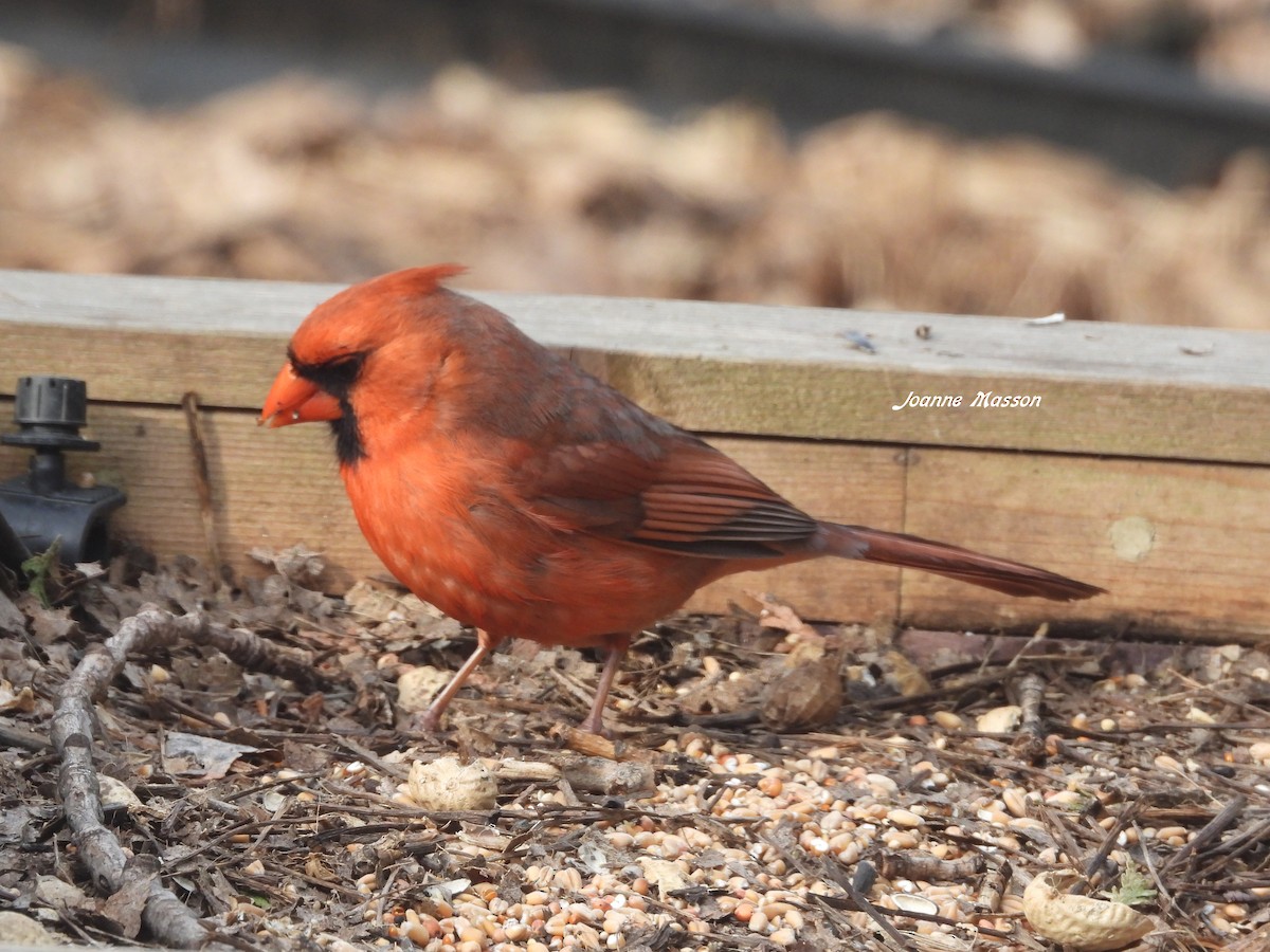 Northern Cardinal - Joanne Masson