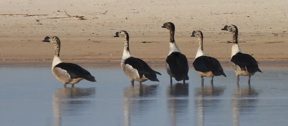 Canard à bosse - ML617425871