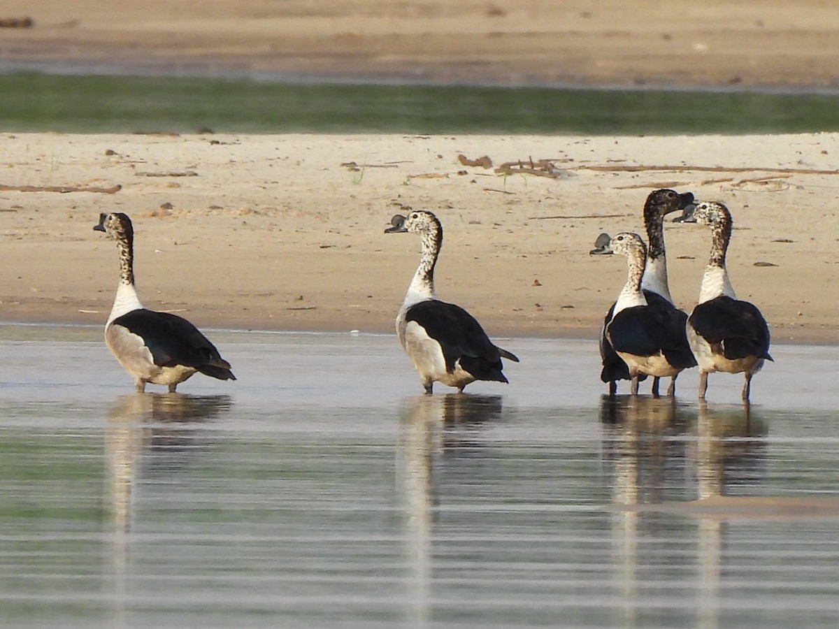 Knob-billed Duck - ML617425872