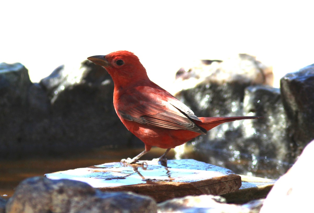 Piranga Roja - ML617425877