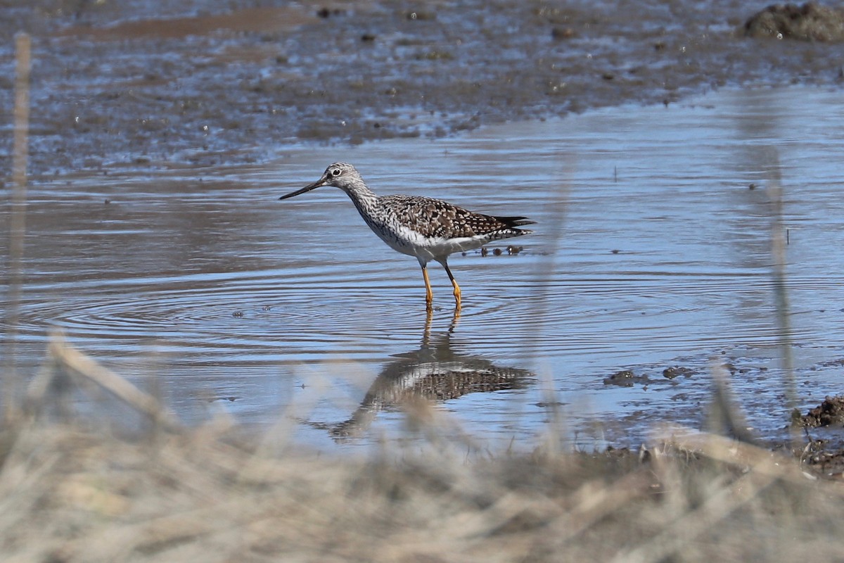 Greater Yellowlegs - ML617425889