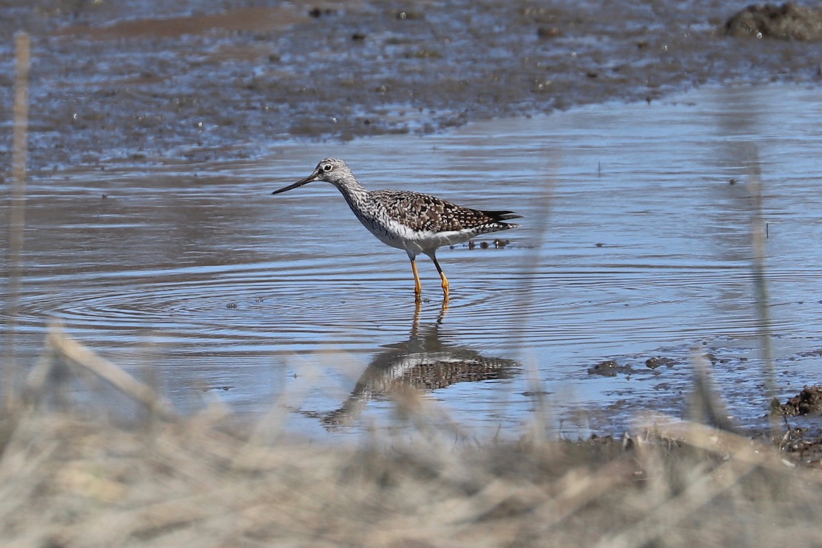 Greater Yellowlegs - Hailey Clancy