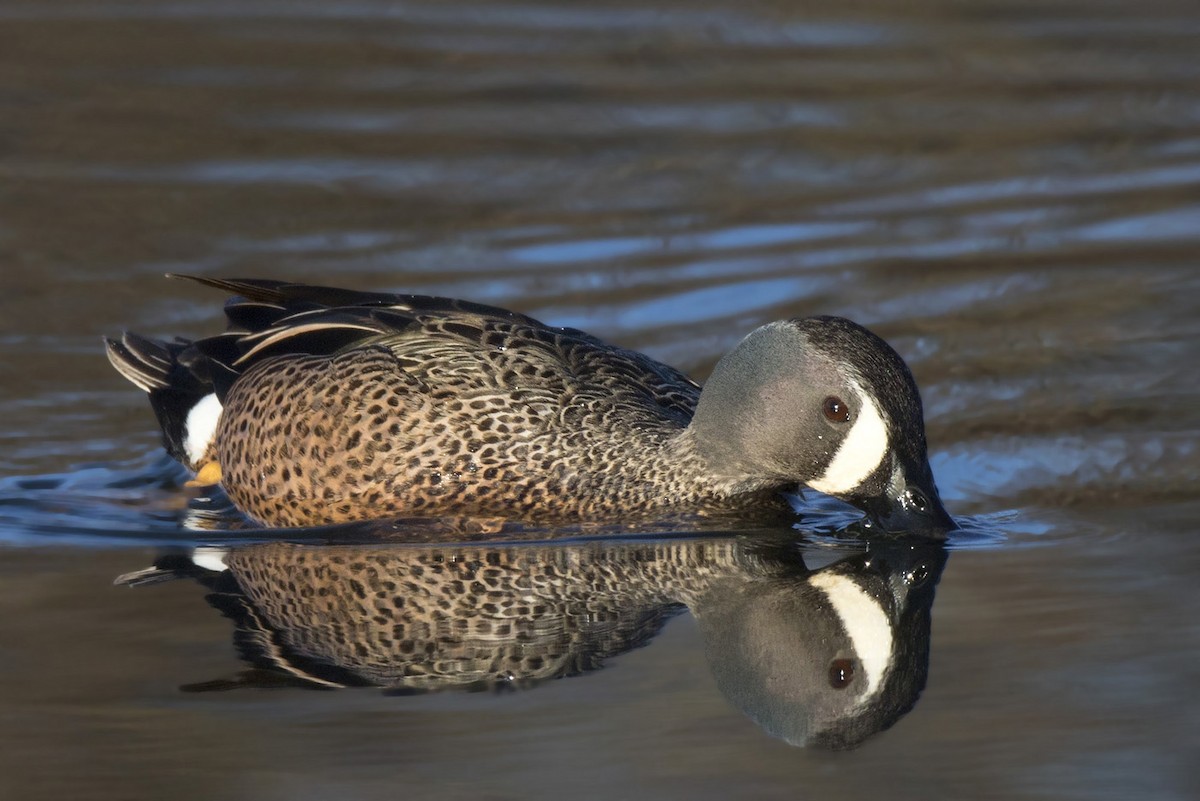 Blue-winged Teal - ML617425895
