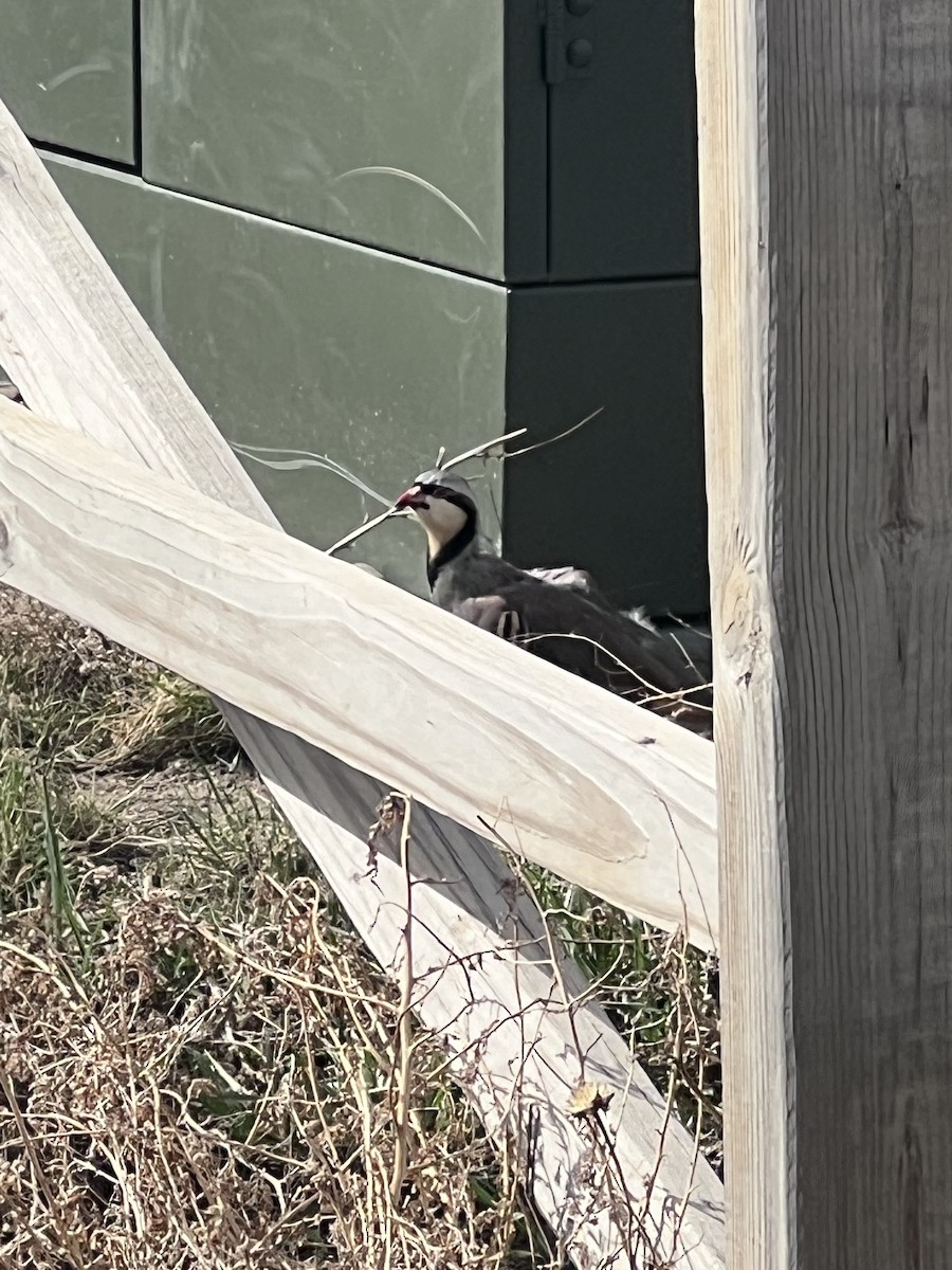 Chukar - Matt Baker