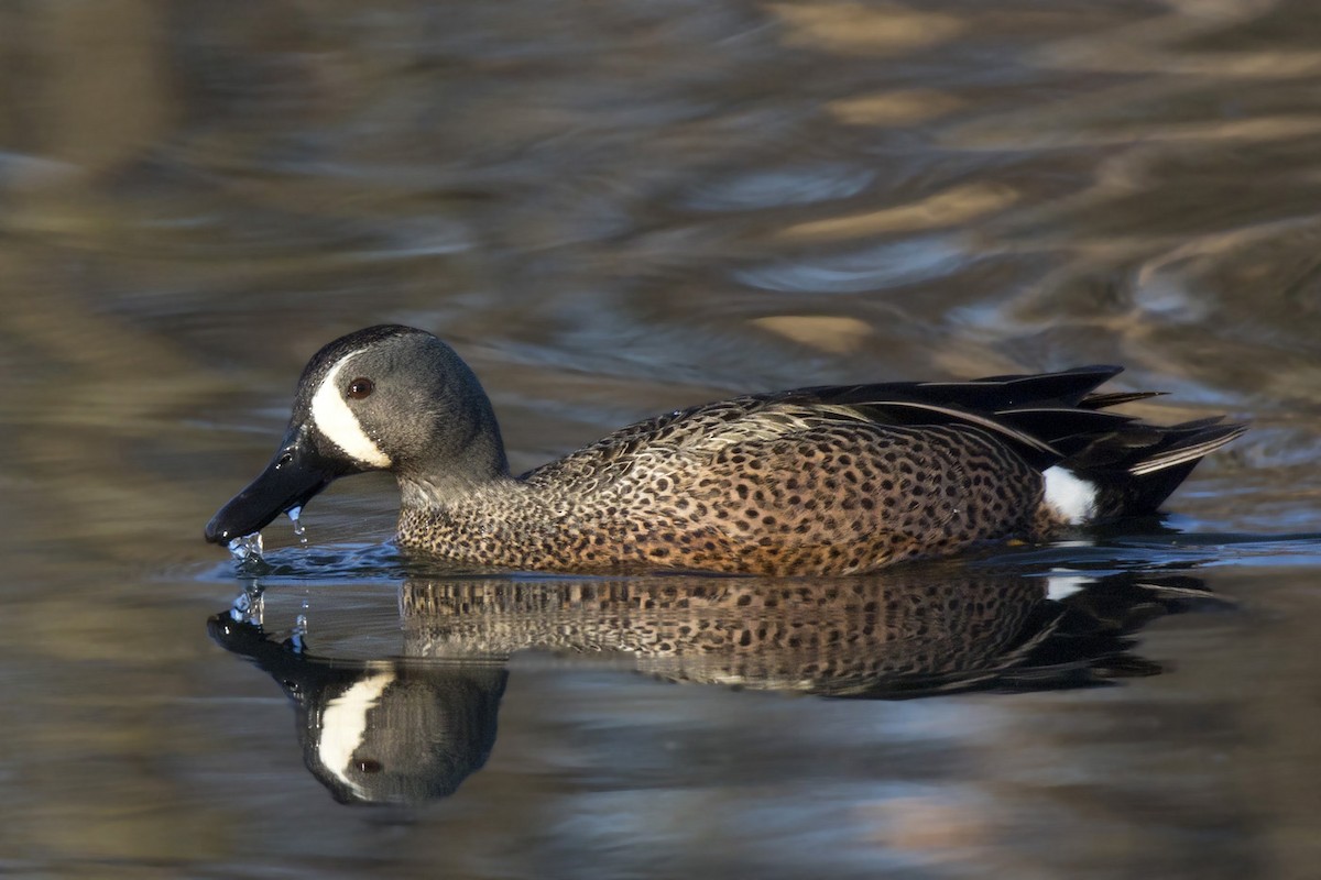 Blue-winged Teal - ML617425899