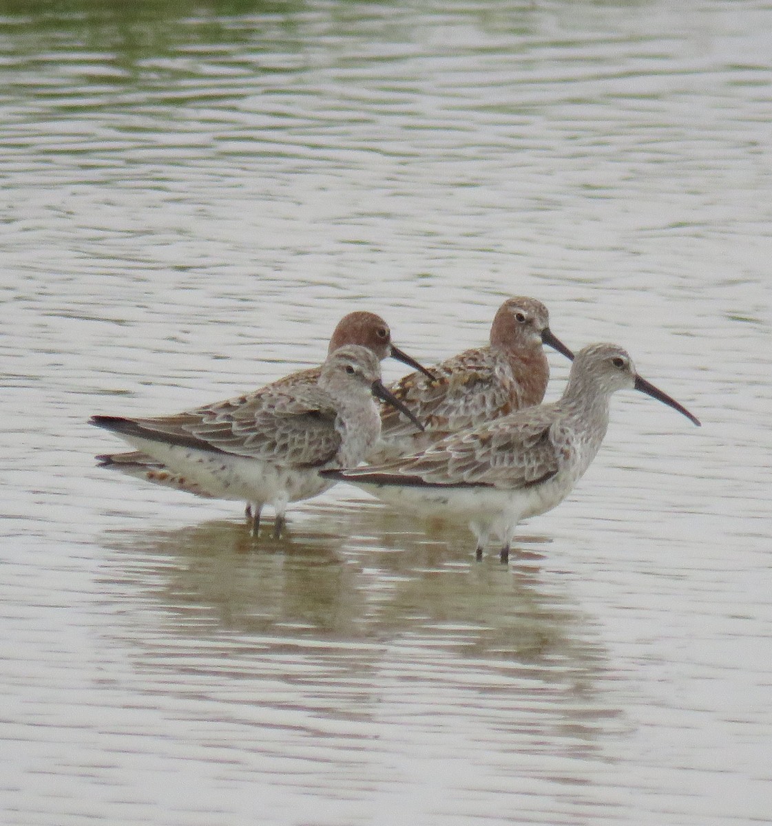 Curlew Sandpiper - ML617425932