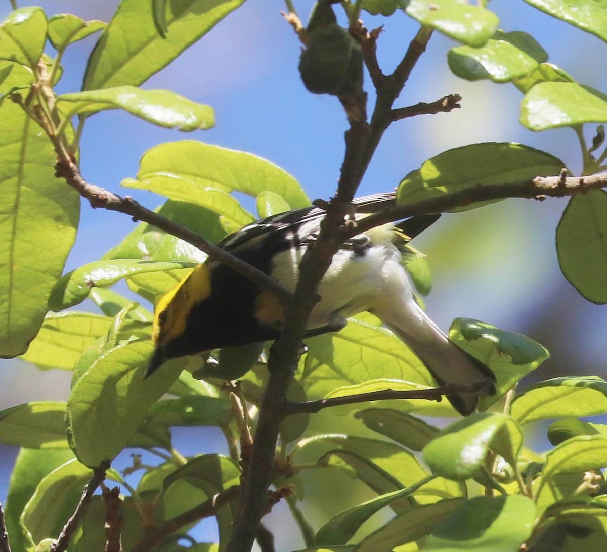 Black-throated Green Warbler - William Scott