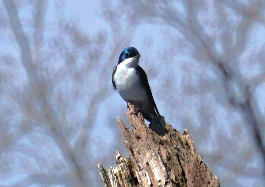 Tree Swallow - ML617426022