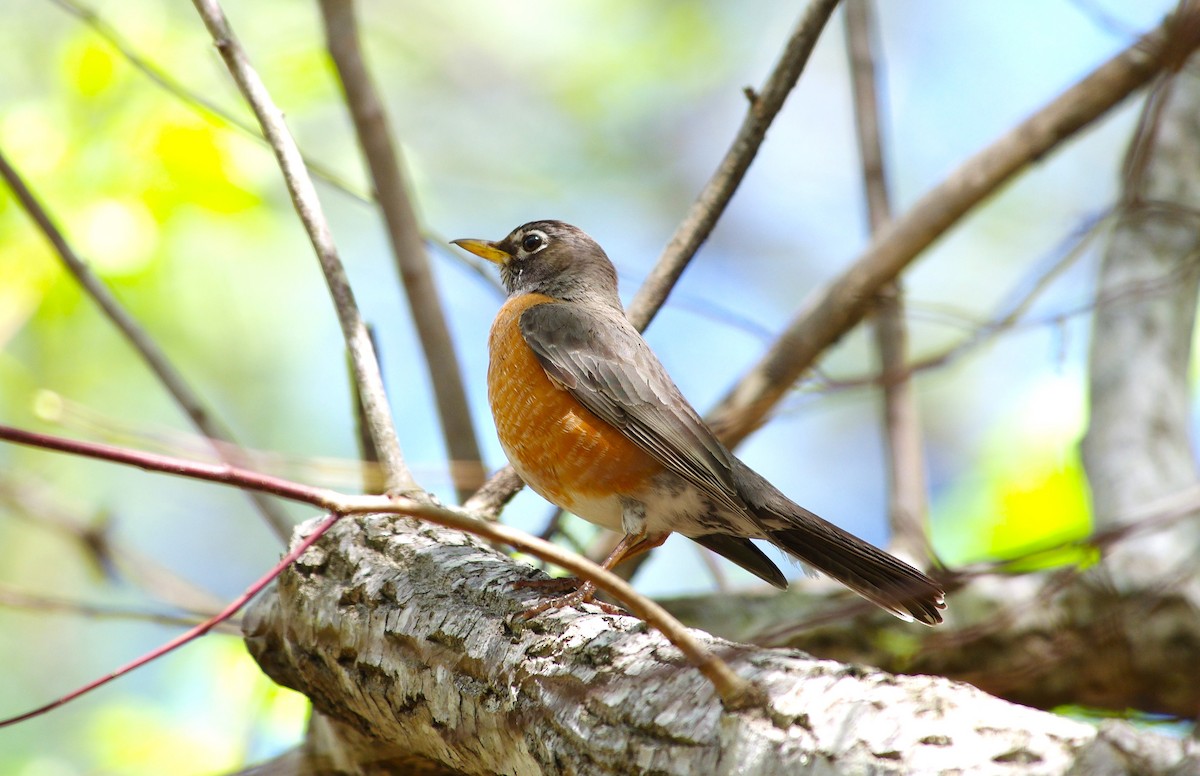 American Robin - chuck gehringer