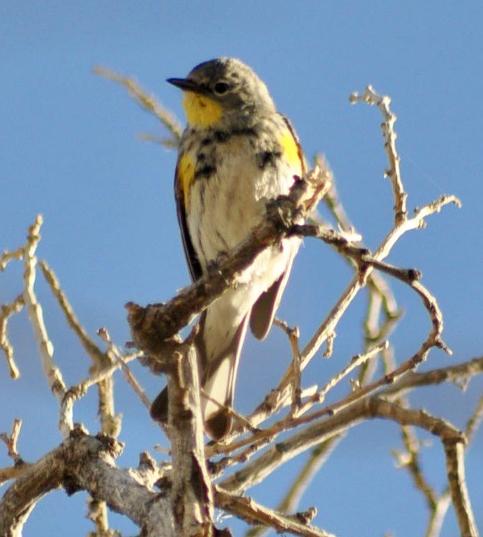Yellow-rumped Warbler (Audubon's) - ML617426131