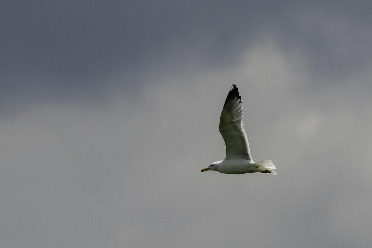 Yellow-legged Gull - Holger Schneider