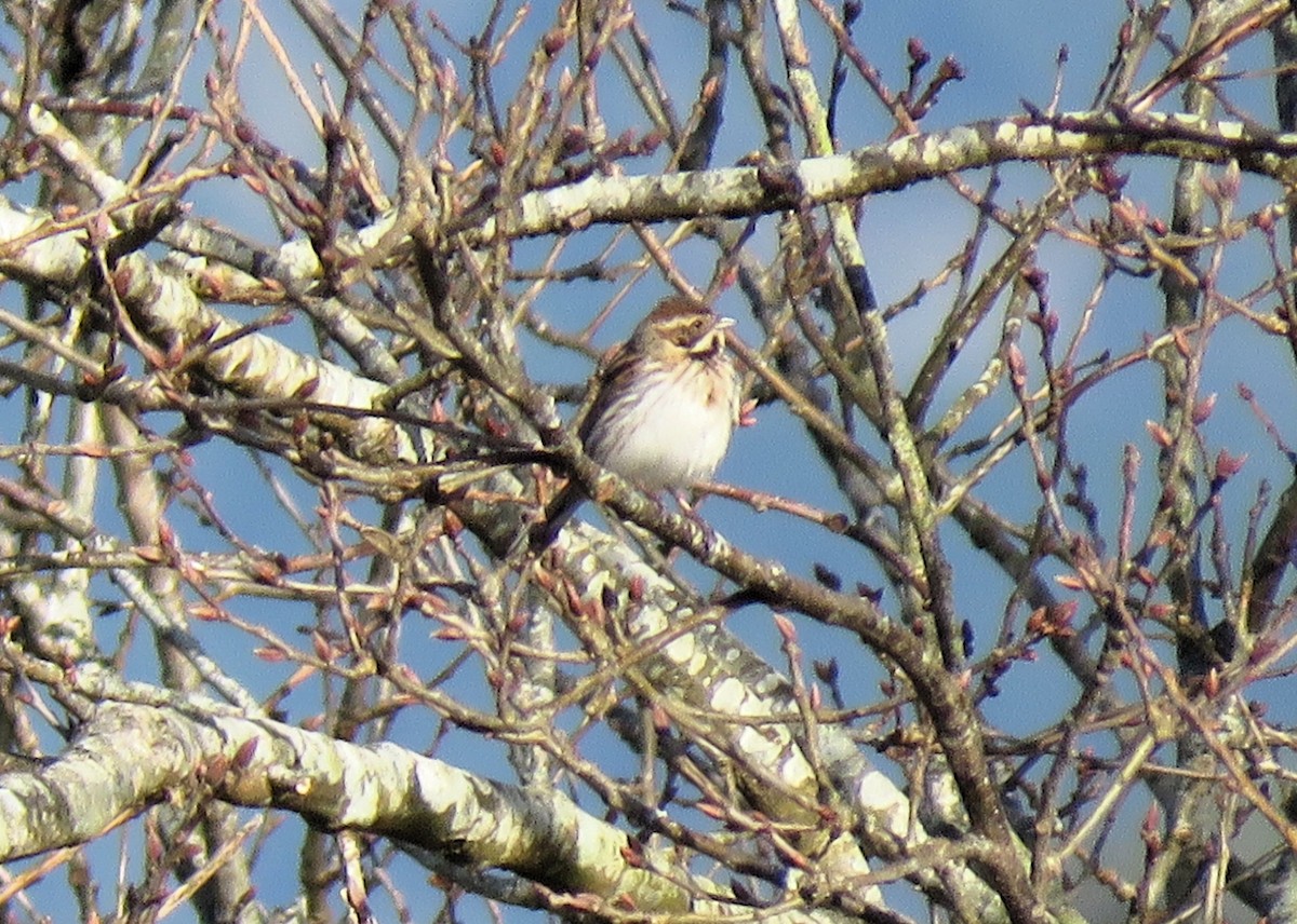 Reed Bunting - ML617426235