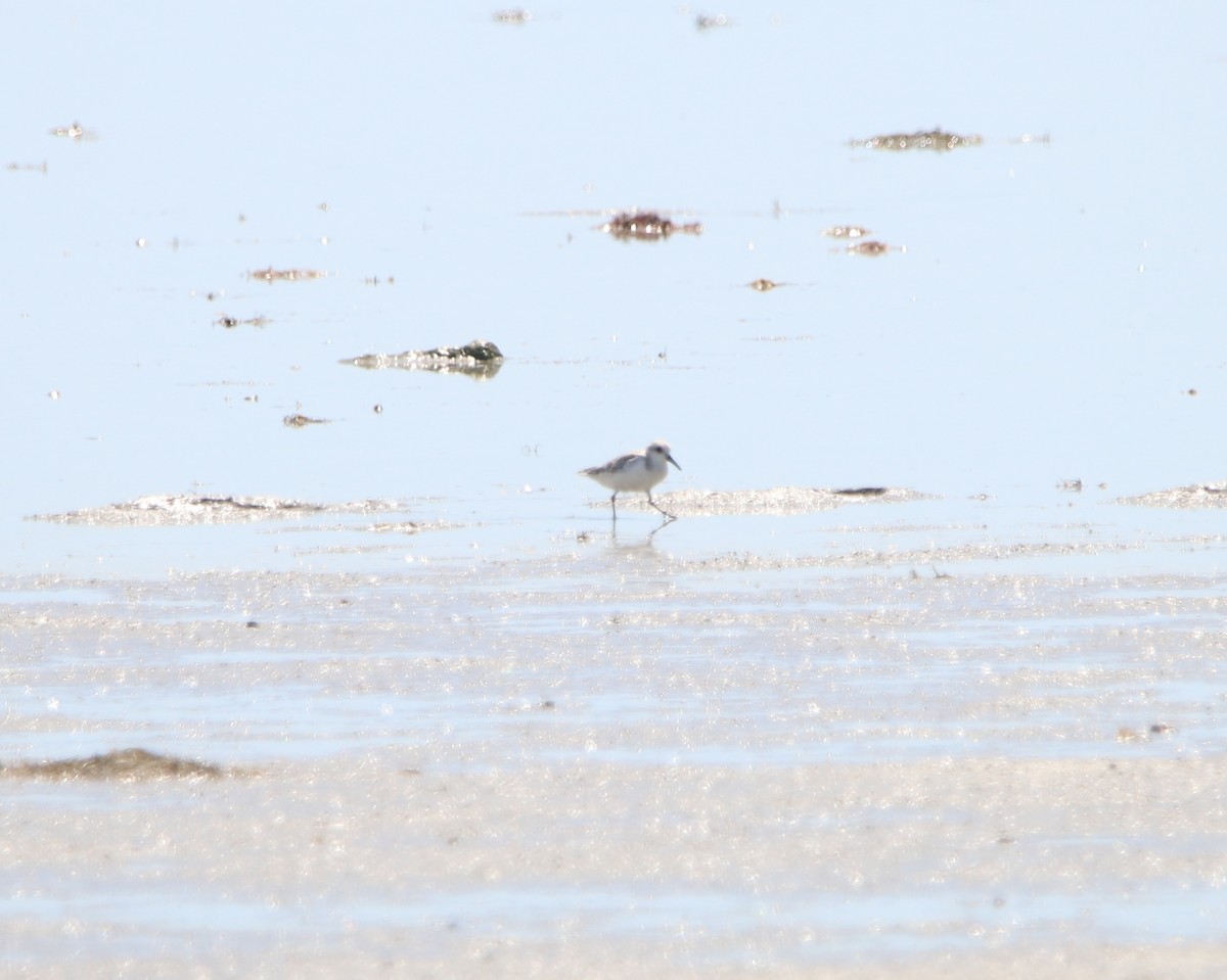Western Sandpiper - ML617426266