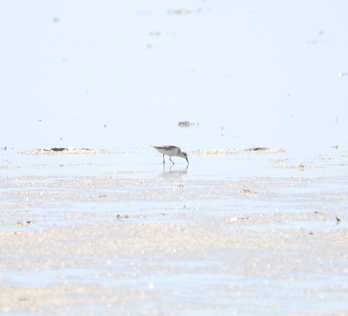 Western Sandpiper - ML617426267