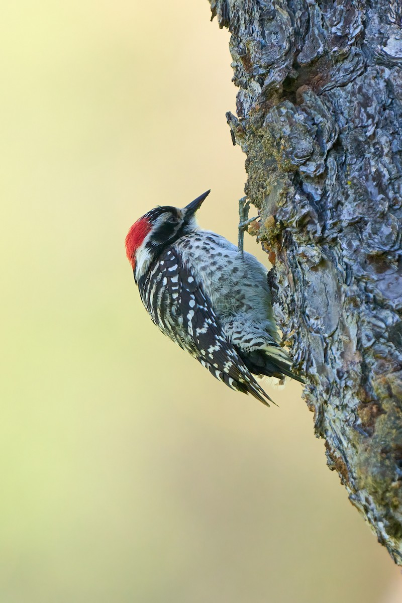 Nuttall's Woodpecker - ML617426335
