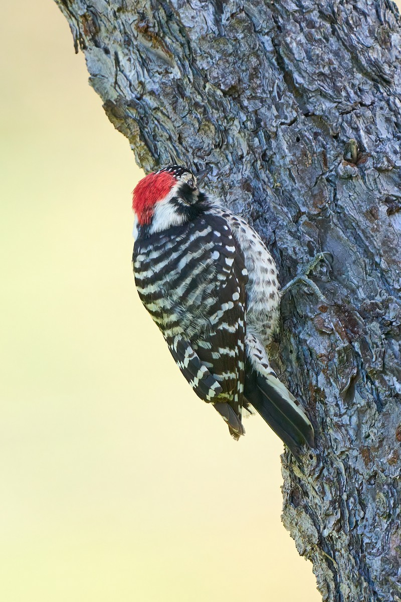 Nuttall's Woodpecker - ML617426336