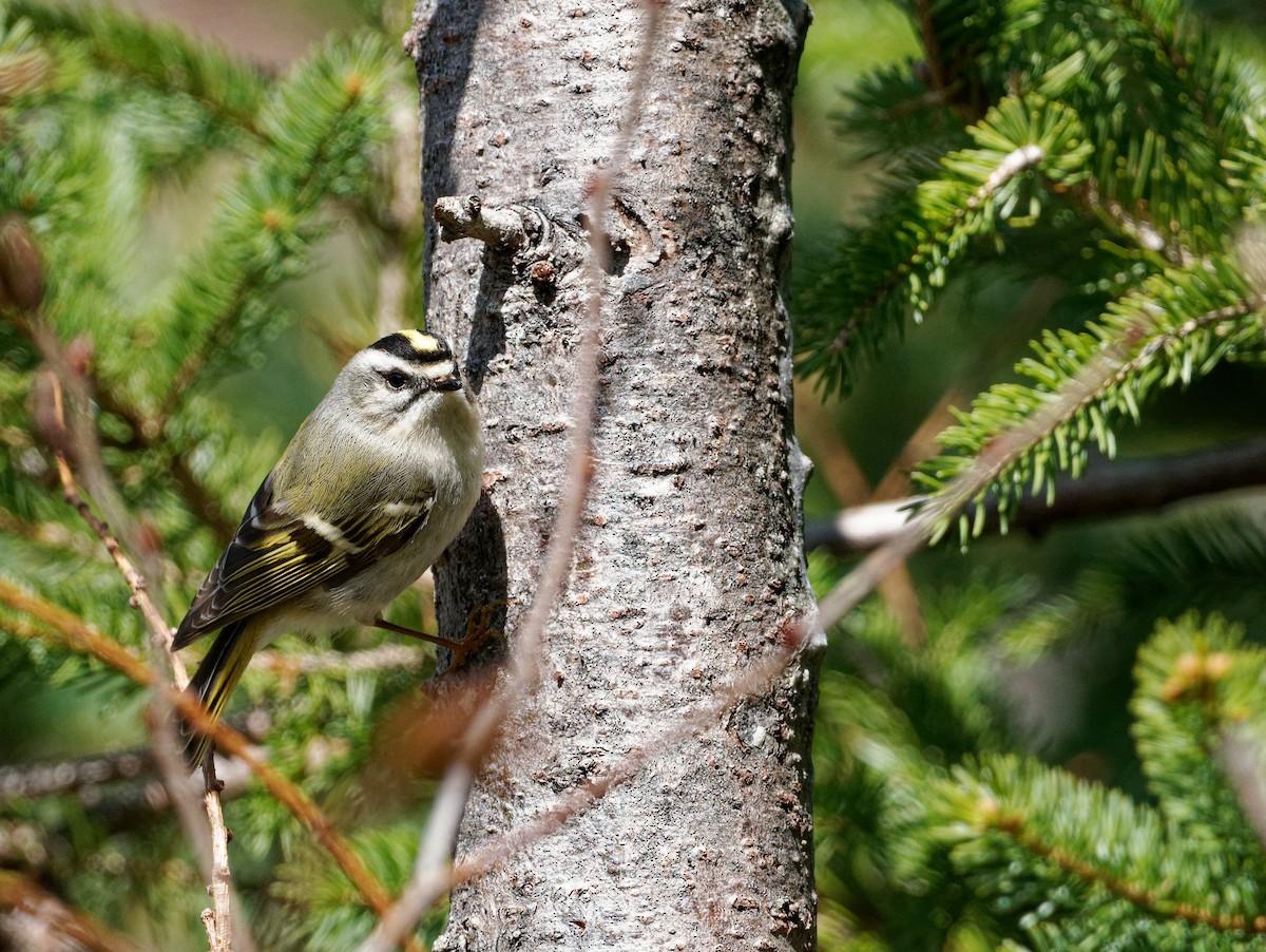 Golden-crowned Kinglet - ML617426341