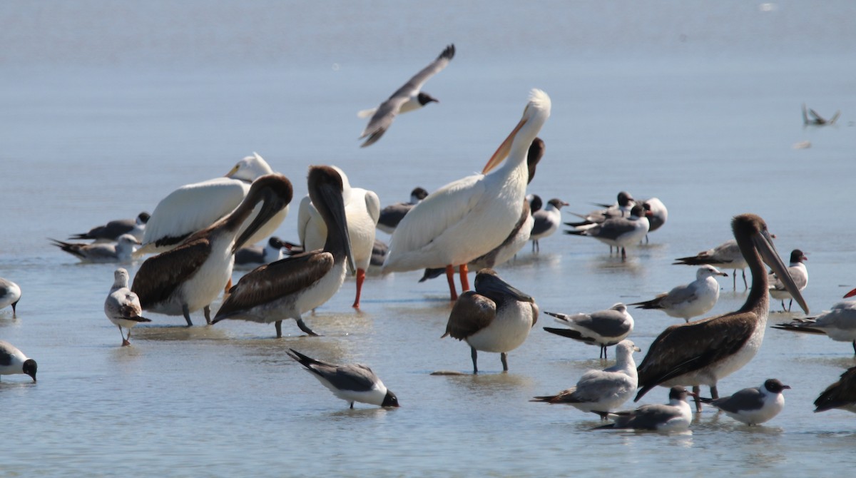 Brown Pelican - ML617426352