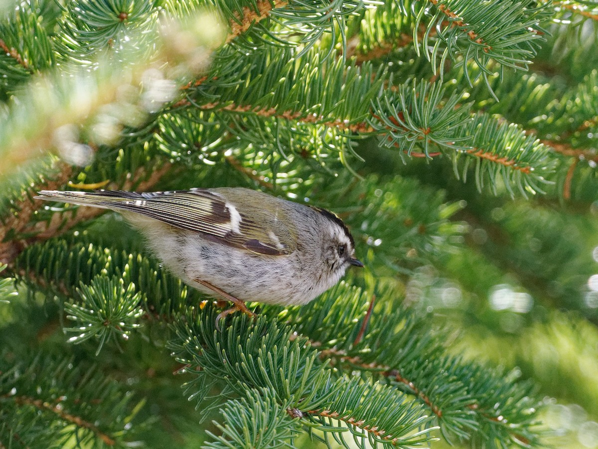 Golden-crowned Kinglet - ML617426354