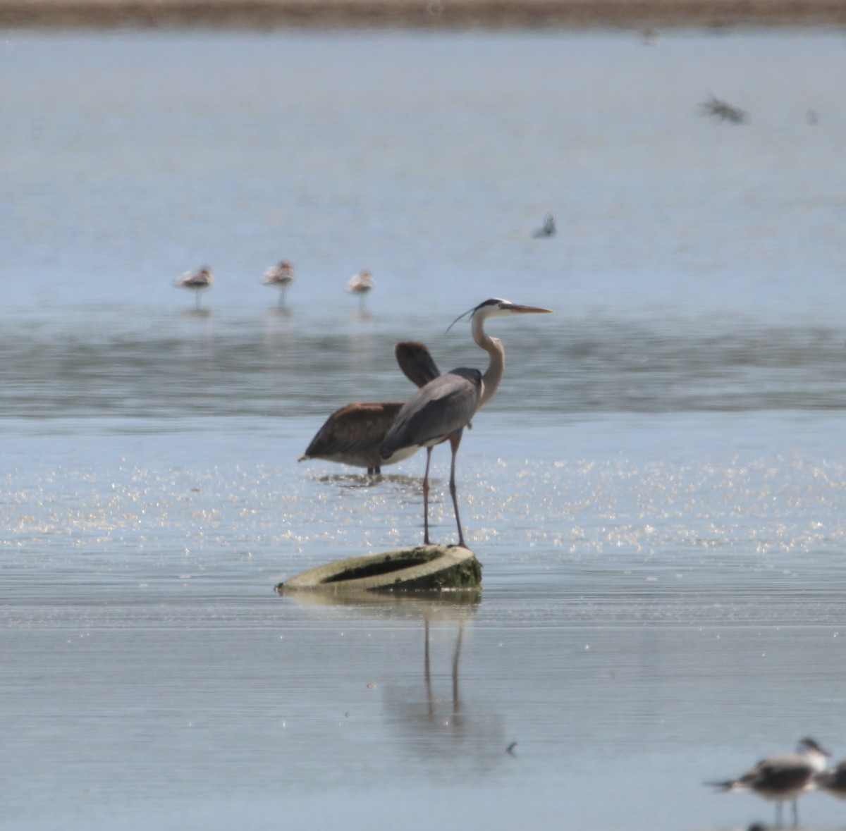 Great Blue Heron - ML617426361