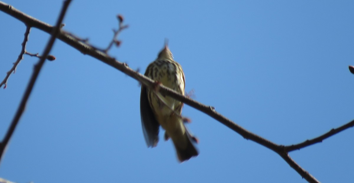 Louisiana Waterthrush - ML617426369