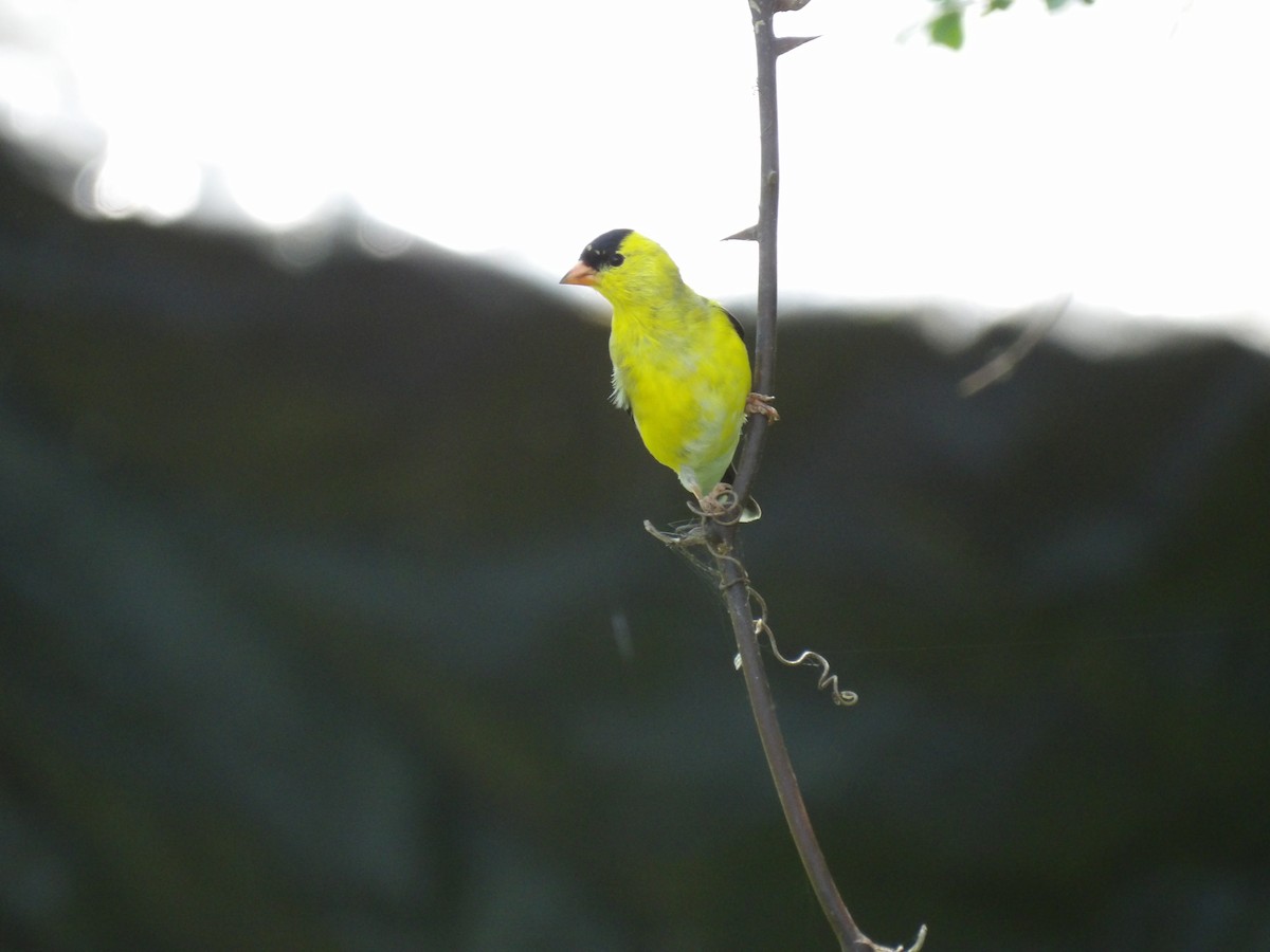 American Goldfinch - ML617426389