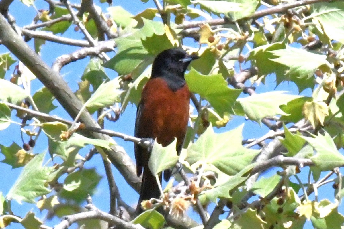 Orchard Oriole - ML617426392