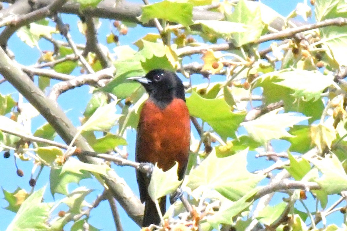 Orchard Oriole - ML617426393