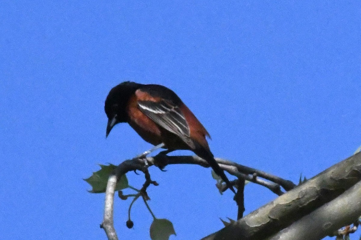 Orchard Oriole - ML617426394