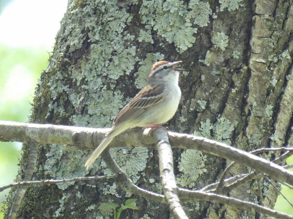 Chipping Sparrow - ML617426409