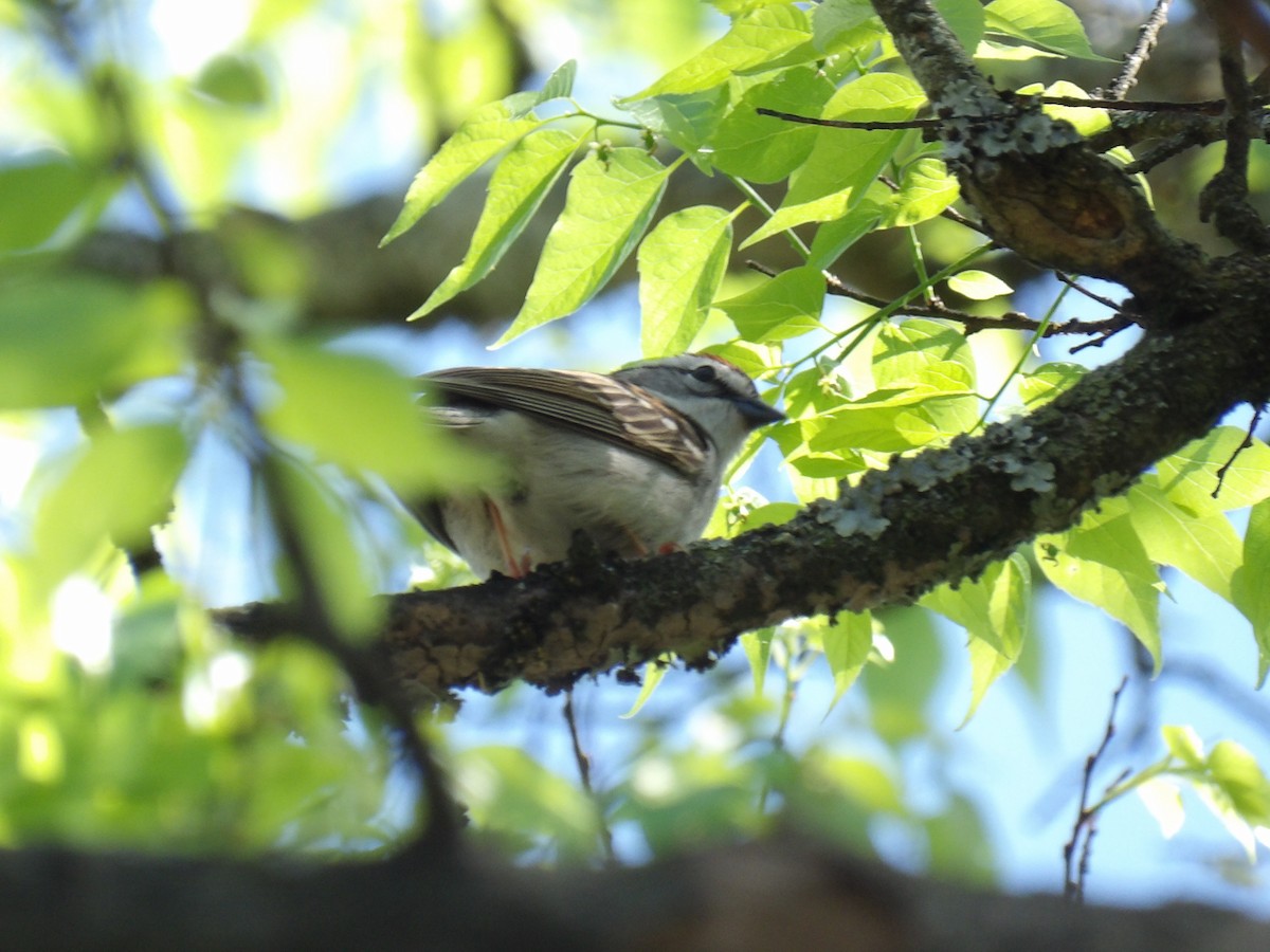 Chipping Sparrow - ML617426410