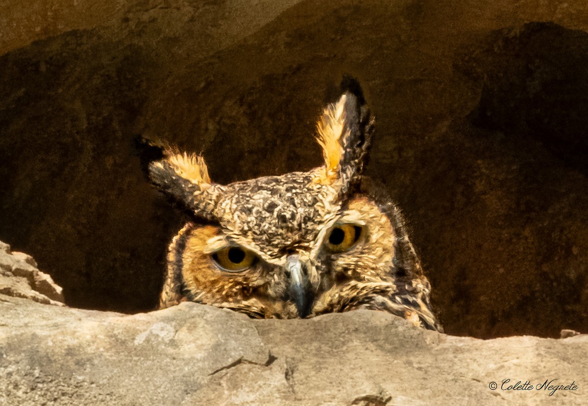 Great Horned Owl - ML617426419