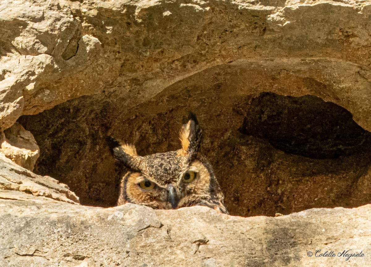 Great Horned Owl - ML617426420