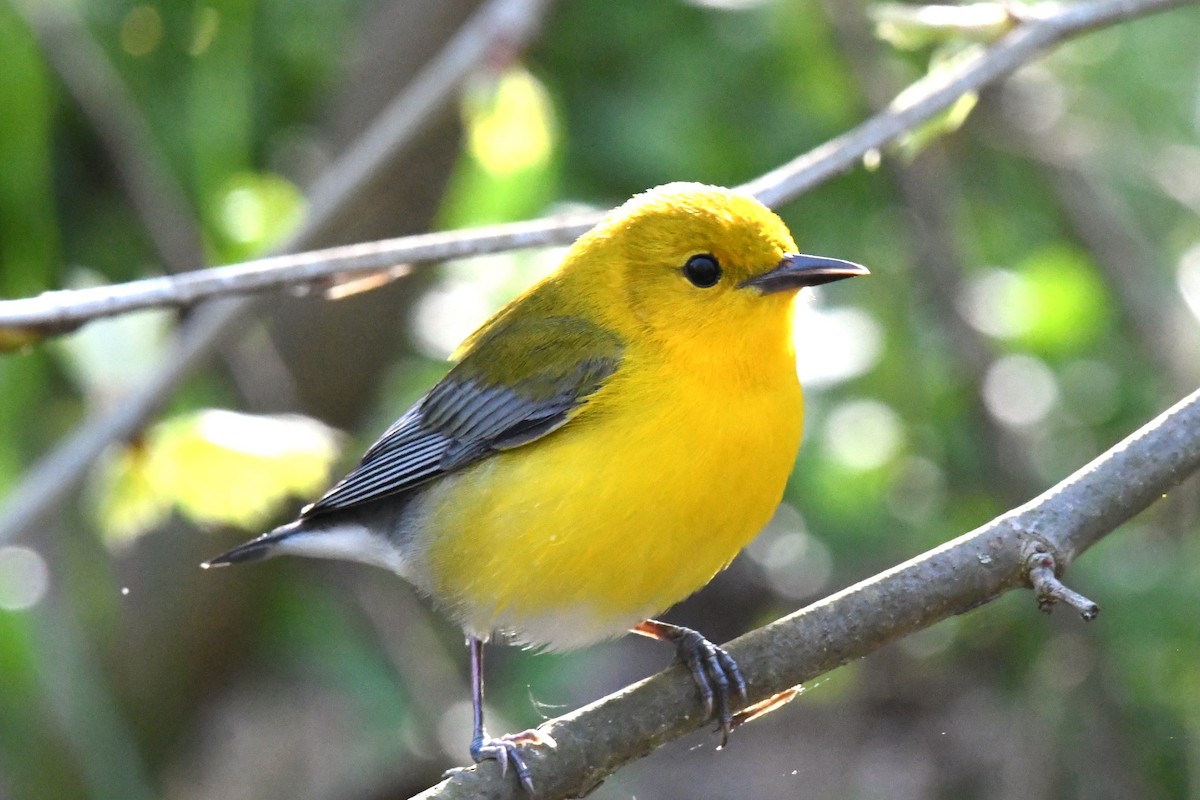 Prothonotary Warbler - ML617426432