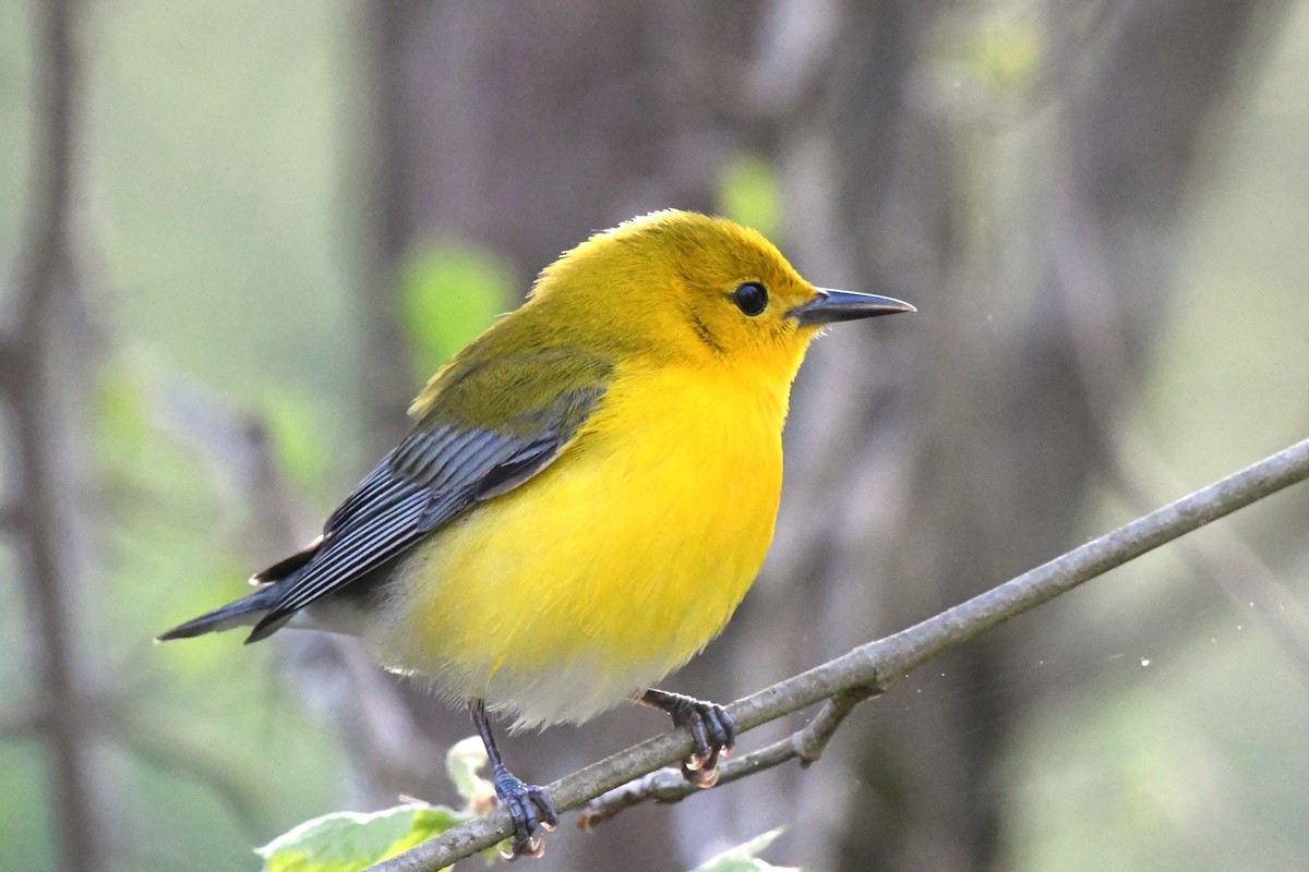 Prothonotary Warbler - ML617426433