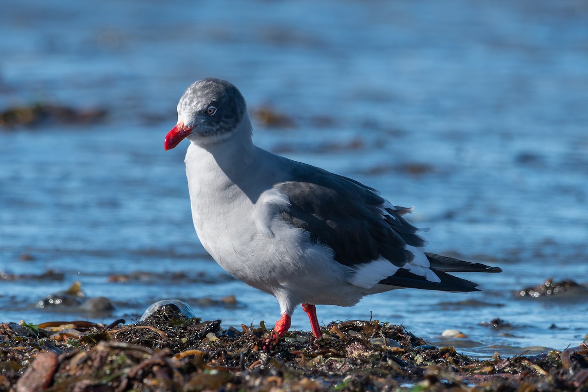 Dolphin Gull - Nicolas Mazzini