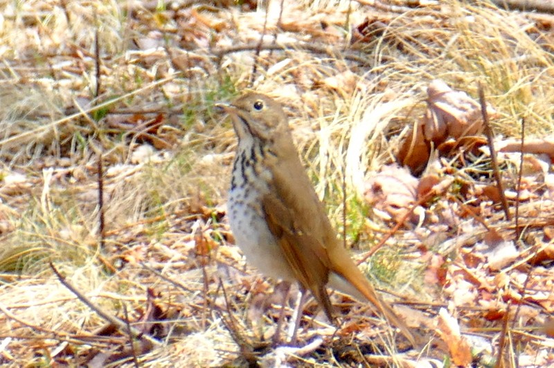 Hermit Thrush - ML617426450