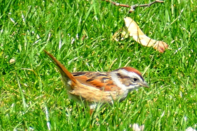 Swamp Sparrow - ML617426456