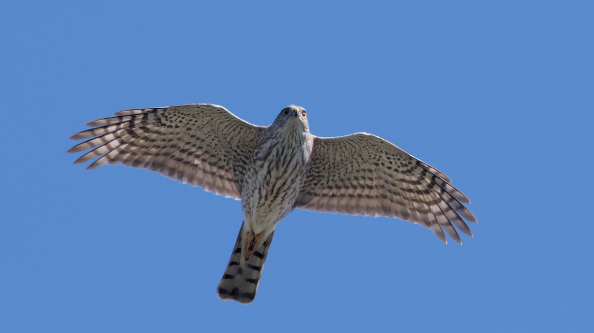 Sharp-shinned Hawk - ML617426485