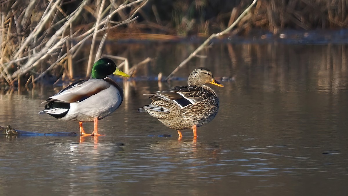 Canard colvert - ML617426487